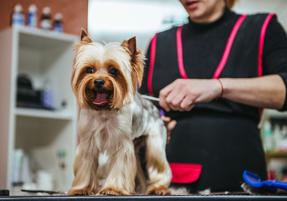 37 Best Images Pet Grooming Schools In Florida - My Courses - Paragon School of Pet Grooming